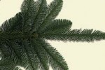 noble fir tip