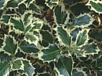 variegated English holly