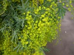 Acacia detail