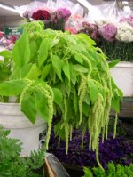 Amaranthus green