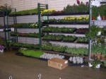 Bedding plants