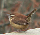 Carolina Wren