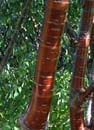 Cherry paperbark Prunus serrula