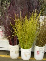 Cornus stems