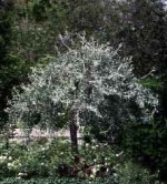 Pear weeping willowleaf P salicifolia ‘Pendula’