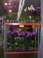 Phal Orchids