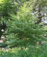 Stewartia pseudocamellia F