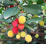 Straberry tree arbutus unedo