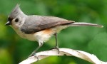 Tufted Titmouse W