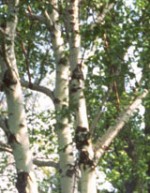 birch paper  BETULA papyrifera