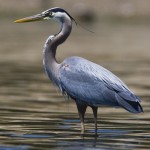 heron great blue