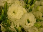 lysianthus white