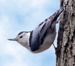 nuthatch wh br F