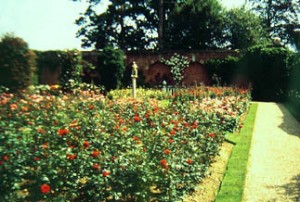 rose garden 2