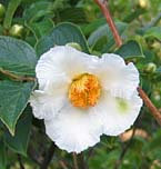 stewartia flower 