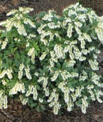 Andromeda Pieris japonica bush