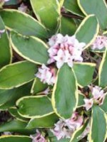 Daphne odora aureo marginata 5