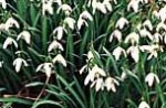 Galanthus Snowdrops cluster 2 O