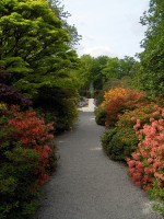 azaleas F G. Marshall