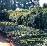herb garden