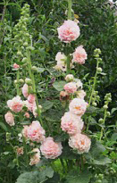 hollyhock