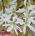 Amelanchier grandiflora flower