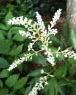 Astilbe Sprite detail