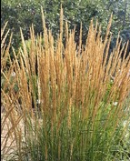 Calamagrostis karl Foester