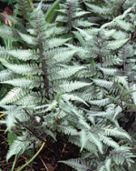 Fern Japanese Painted