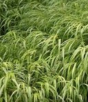 Hakonechloa_Macra_Aureola