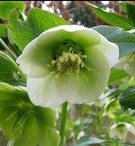 Helleborus orientalis KENPEI Wikimedia