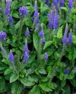 Veronica sunny border blue