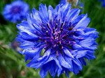 cornflower annual centaurea cynas Wikipedia