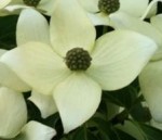 dogwood kousa cluster