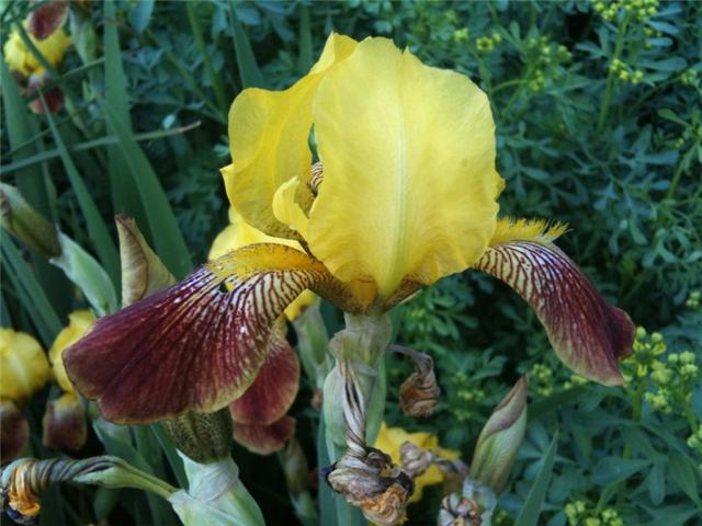 iris yel moms flower