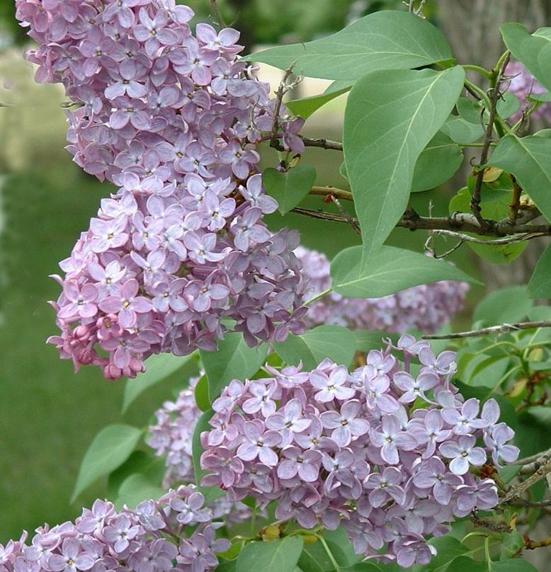 lilacs 2