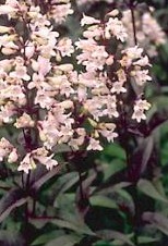 penstemon Red husker