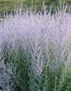 perovskia russian Sage