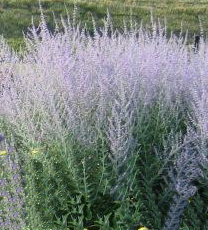 perovskia russian Sage