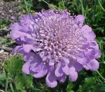 scabiosa MOB