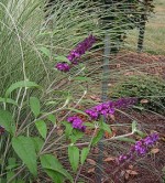 Butterfly bush Karens  271x300