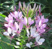 Cleome