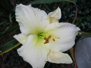 DL 47 joan Senior (2)