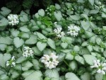 Dead nettle Lamium White nancy