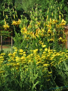 Yarrow n lilies