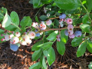 blueberries on bush