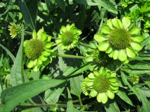 coneflower green