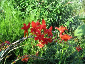 crocosmia