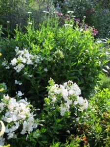 phlox Shasta daisy
