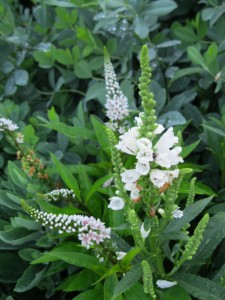 physostegia lysamachia